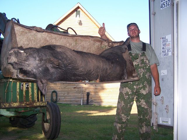 "BIG JAY" 350lb. BOAR