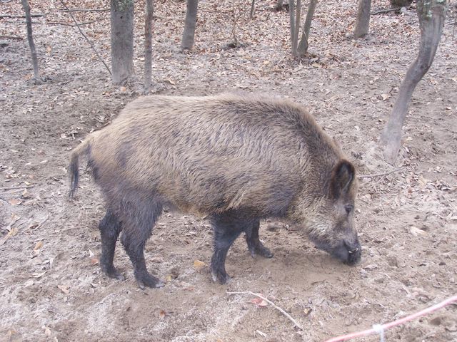 San Diego Boar